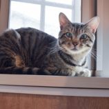 7月13日幸手店に参加するHappy-Wildcatsの保護猫03