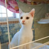 7月13日幸手店に参加するHappy-Wildcatsの保護猫04