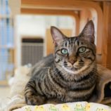 7月13日幸手店に参加するHappy-Wildcatsの保護猫05