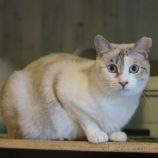 7月13日幸手店に参加するHappy-Wildcatsの保護猫06