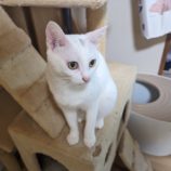 7月7日八千代店に参加する美浜ねこの会の保護猫02