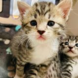 7月7日八千代店に参加する美浜ねこの会の保護猫03