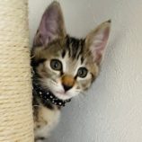 7月7日八千代店に参加する美浜ねこの会の保護猫05