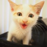 7月7日八千代店に参加する美浜ねこの会の保護猫06