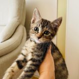 7月7日八千代店に参加する美浜ねこの会の保護猫07