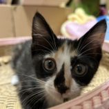 7月7日八千代店に参加する美浜ねこの会の保護猫08