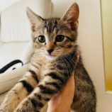 7月7日八千代店に参加する美浜ねこの会の保護猫09