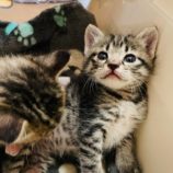 7月7日八千代店に参加する美浜ねこの会の保護猫11