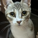 7月7日八千代店に参加する美浜ねこの会の保護猫12