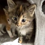 7月7日八千代店に参加する美浜ねこの会の保護猫14