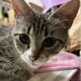 7月7日八千代店に参加する美浜ねこの会の保護猫15