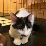 7月7日八千代店に参加する美浜ねこの会の保護猫16