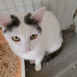 7月7日八千代店に参加する美浜ねこの会の保護猫18