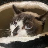 7月7日八千代店に参加する美浜ねこの会の保護猫19