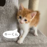 7月7日八千代店に参加する美浜ねこの会の保護猫20