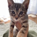 7月7日八千代店に参加する美浜ねこの会の保護猫21