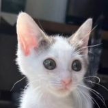 7月28日吉岡店に参加する猫のへやの保護猫01