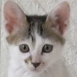 7月28日吉岡店に参加する猫のへやの保護猫02