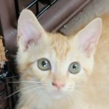 7月28日吉岡店に参加する猫のへやの保護猫03