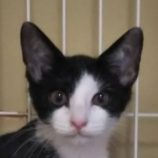 7月28日吉岡店に参加する猫のへやの保護猫04