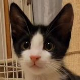 7月28日吉岡店に参加する猫のへやの保護猫05