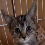 7月28日吉岡店に参加する猫のへやの保護猫06