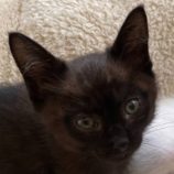 7月28日吉岡店に参加する猫のへやの保護猫07