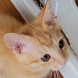 7月28日吉岡店に参加する猫のへやの保護猫08