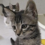 7月28日吉岡店に参加する猫のへやの保護猫09