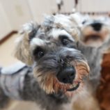 8月4日瑞穂店に参加するDog Famの保護犬01