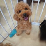 8月4日瑞穂店に参加するDog Famの保護犬02