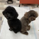 8月4日瑞穂店に参加するDog Famの保護犬03