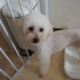 8月4日瑞穂店に参加するDog Famの保護犬04