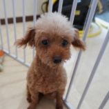 8月4日瑞穂店に参加するDog Famの保護犬05