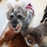 8月4日瑞穂店に参加するDog Famの保護犬06