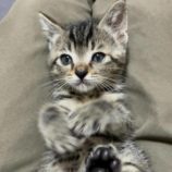 8月18日荒川沖店に参加する茨城さくらねこの会の保護猫01