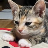 8月18日荒川沖店に参加する茨城さくらねこの会の保護猫02