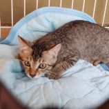 8月18日荒川沖店に参加する茨城さくらねこの会の保護猫04