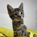 8月18日荒川沖店に参加する茨城さくらねこの会の保護猫05