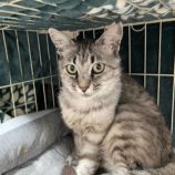 8月18日荒川沖店に参加する茨城さくらねこの会の保護猫06