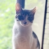 8月18日荒川沖店に参加する茨城さくらねこの会の保護猫07