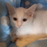 8月18日荒川沖店に参加する茨城さくらねこの会の保護猫08