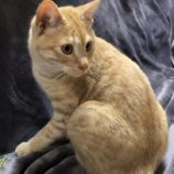 8月18日荒川沖店に参加する茨城さくらねこの会の保護猫09