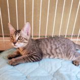 8月18日荒川沖店に参加する茨城さくらねこの会の保護猫10