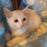 8月18日荒川沖店に参加する茨城さくらねこの会の保護猫12