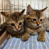 8月18日荒川沖店に参加する茨城さくらねこの会の保護猫13