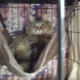 8月18日荒川沖店に参加する茨城さくらねこの会の保護猫14