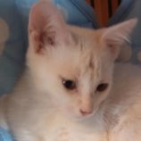 8月18日荒川沖店に参加する茨城さくらねこの会の保護猫15