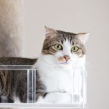 8月25日荒川沖店に参加する犬猫物語の保護猫01