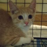 8月25日荒川沖店に参加する犬猫物語の保護猫02